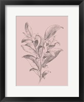 Framed Visnea Blush Pink Flower