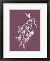 Framed Inflorescence Purple Flower