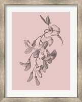 Framed Inflorescence Blush Pink Flower