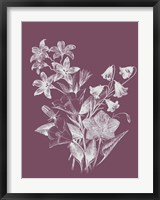 Framed Campanulas Purple Flower