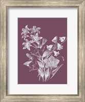 Framed Campanulas Purple Flower