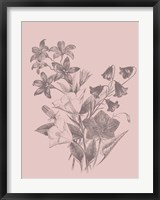 Framed Campanulas Blush Pink Flower
