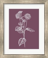 Framed Helianthus Purple Flower