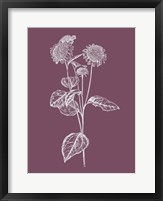 Framed Helianthus Purple Flower