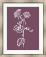 Framed Helianthus Purple Flower