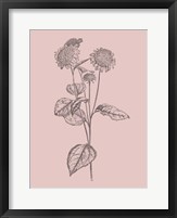 Framed Helianthus Blush Pink Flower