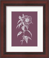 Framed Hibiscus Roseus Purple Flower