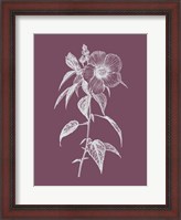 Framed Hibiscus Roseus Purple Flower