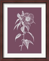 Framed Hibiscus Roseus Purple Flower