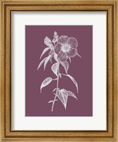Framed Hibiscus Roseus Purple Flower