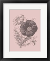 Framed Single Dahlias Blush Pink Flower