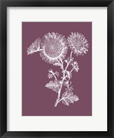 Framed Small Anemone Purple Flower
