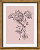 Framed Small Anemone Blush Pink Flower