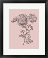 Framed Small Anemone Blush Pink Flower