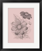 Dahlias Blush Pink Flower Framed Print