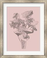 Framed Viola Cucullate Blush Pink Flower