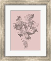 Framed Viola Cucullate Blush Pink Flower