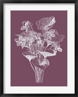Framed Viola Cucullate Purple Flower