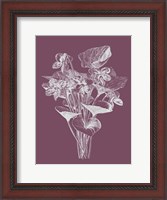 Framed Viola Cucullate Purple Flower