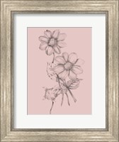 Framed Blush Pink Flower Sketch