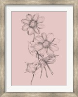 Framed Blush Pink Flower Sketch