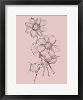 Framed Blush Pink Flower Sketch