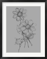 Framed Flower Sketch