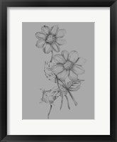 Flower Sketch Framed Print