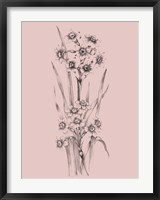Framed Blush Pink Flower Sketch I