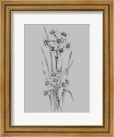 Framed Flower Sketch I
