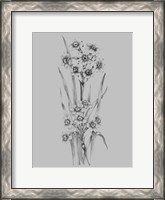 Framed Flower Sketch I