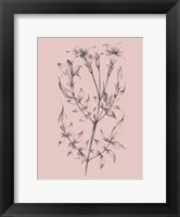 Framed Blush Pink Flower Sketch II