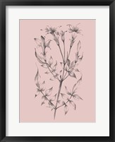 Framed Blush Pink Flower Sketch II
