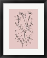 Framed Blush Pink Flower Sketch II