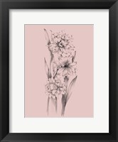 Framed Blush Pink Flower Sketch III