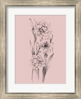Framed Blush Pink Flower Sketch III