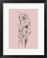 Framed Blush Pink Flower Sketch III