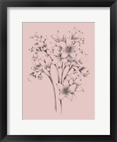 Blush Pink Flower Drawing Framed Print
