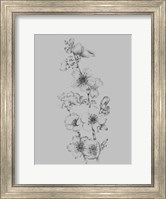 Framed Flower Drawing I