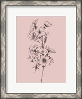 Framed Blush Pink Flower Drawing II