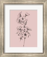 Framed Blush Pink Flower Drawing II
