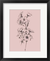 Framed Blush Pink Flower Drawing II