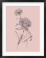 Framed Blush Pink Flower Drawing III