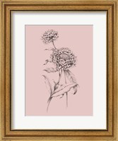 Framed Blush Pink Flower Drawing III
