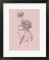 Blush Pink Flower Drawing III Framed Print
