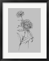 Framed Flower Drawing III