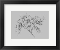 Framed Flower Illustration