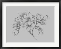 Framed Flower Illustration