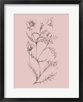 Framed Blush Pink Flower Illustration I