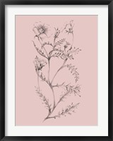 Framed Blush Pink Flower Illustration I